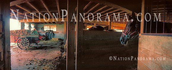 Horse at stable inside Amish Barn