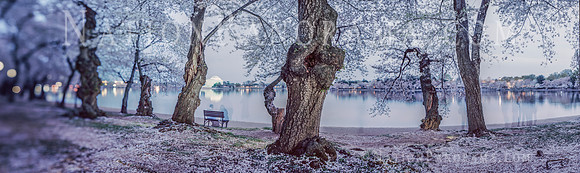 DC Cherry Blossoms with view of Jefferson Memorial. Tidal Basin.