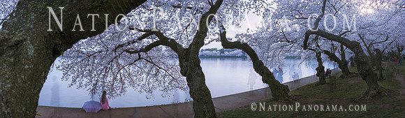 DC Cherry Blossoms, Tidal Basin.