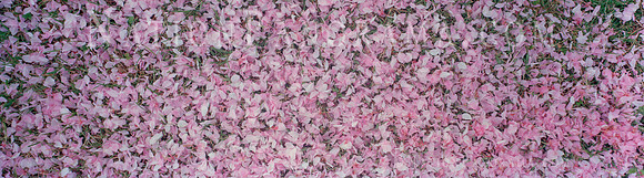 Cherry Blossom Petals On Ground