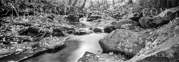 Fallen Autumn Leaves by Creek