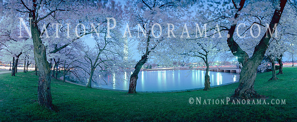 DC Cherry Blossoms with view of Washington Monument. Tidal Basin