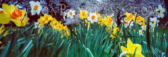 Spring Daffodils in vibrant colors
