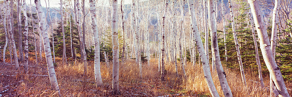 Birch Alley. Acadia National Park