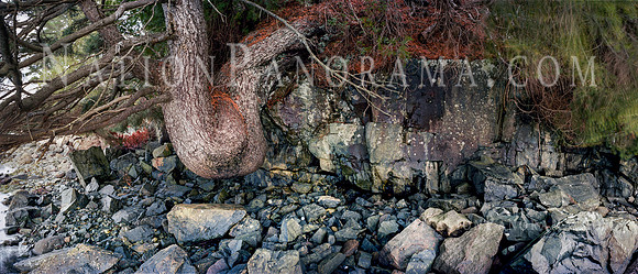 Pine Tree Growing on Rocks