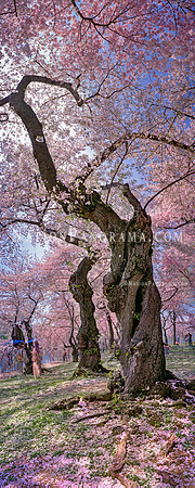 Tall Cherry Blossom Tree, Washington DC