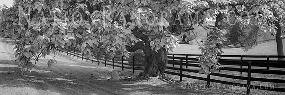 Old Tree with tombstone