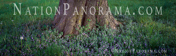 Wild Flowers Around Tree Trunk